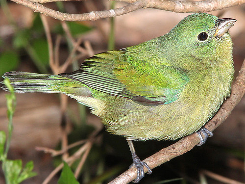 Painted Bunting (female)