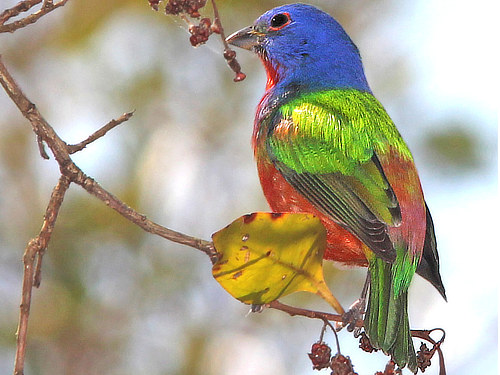 Painted Bunting (male)