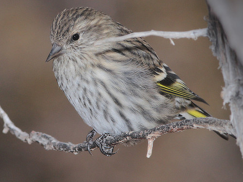 Pine Siskin