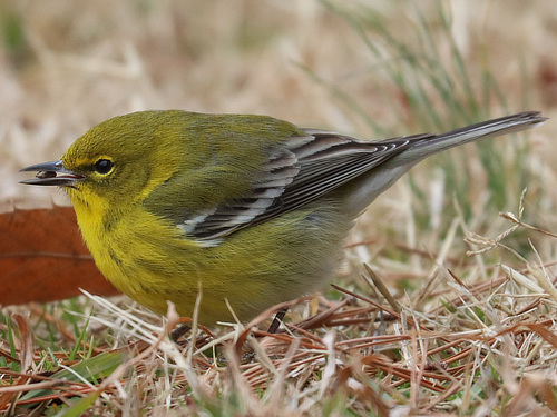 Pine Warbler