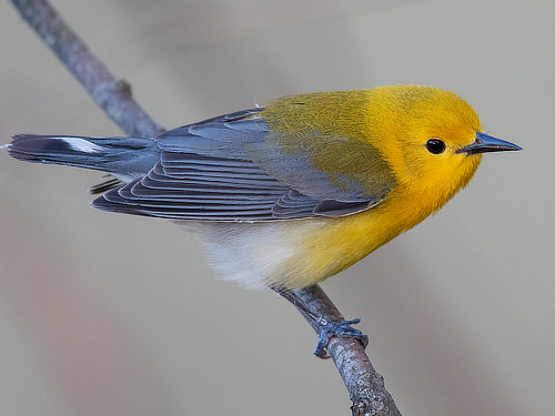 Prothonotary Warbler