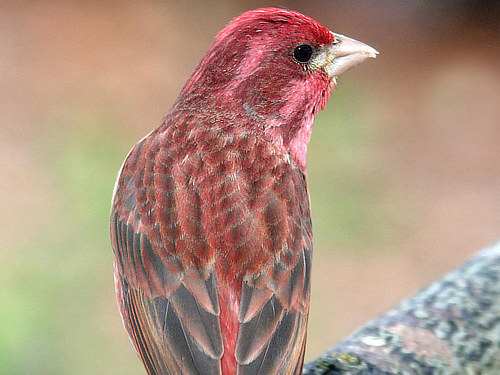 Purple Finch