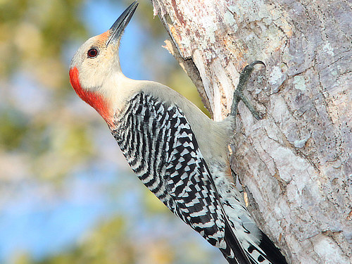 Red Bellied Woodpecker