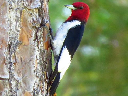 Red Headed Woodpecker