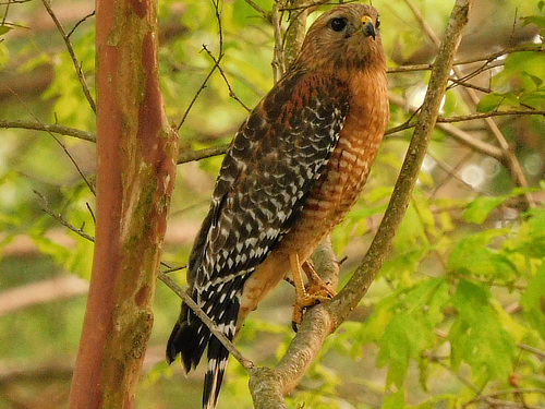 Red Shouldered Hawk