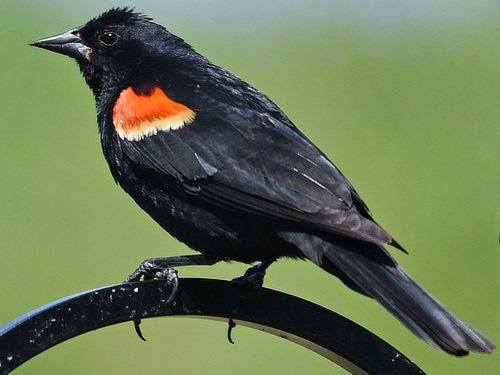 Red-winged Blackbird