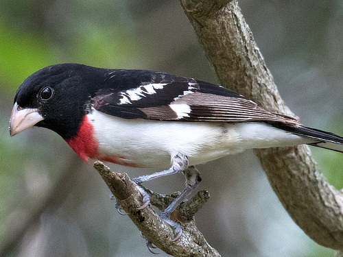 Rose Breasted Grosbeak