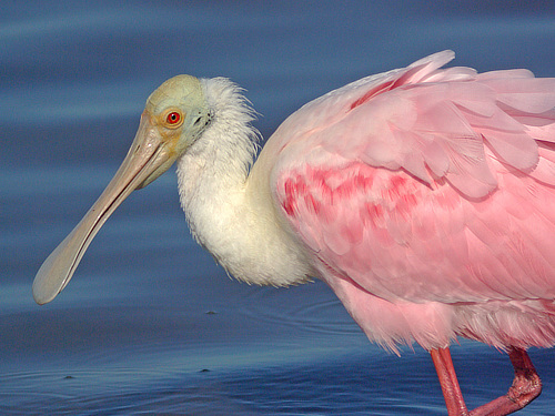 Roseate Spoonbill