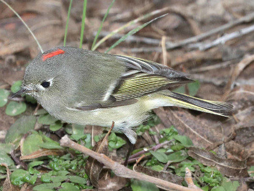 Ruby Crowned Kinglet