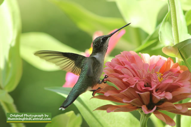 Ruby Throat Hummingbird near Tyler Texas