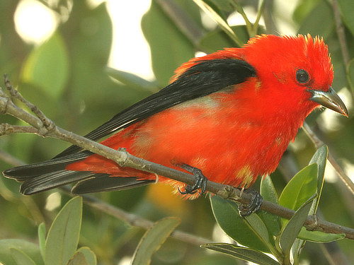 Scarlet Tanager