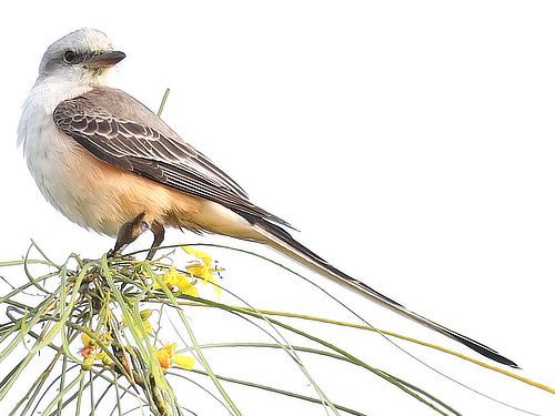 Scissortail Flycatcher