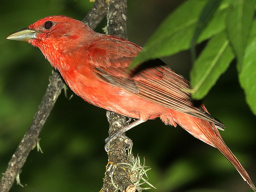 Summer Tanager