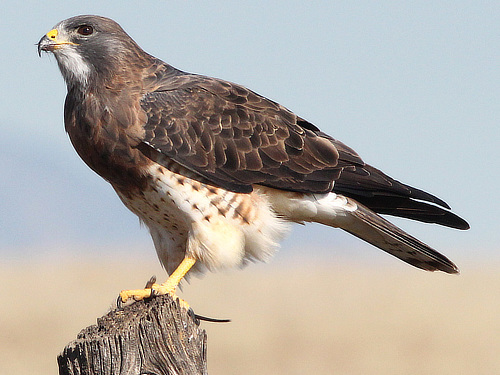 Swainson's Hawk