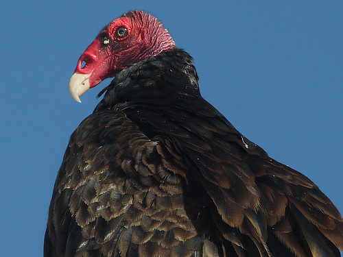 Turkey Vulture