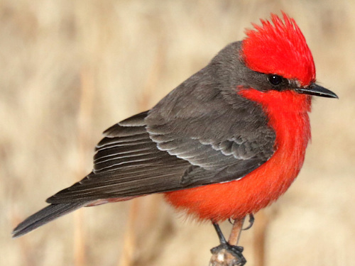 Vermilion Flycatcher