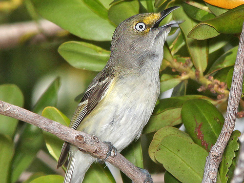 White Eyed Vireo