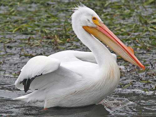 White Pelican