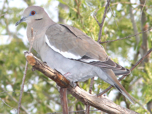 White-winged Dove