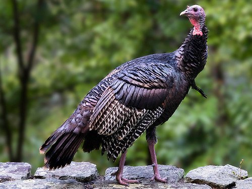 The Wild Turkey in East Texas