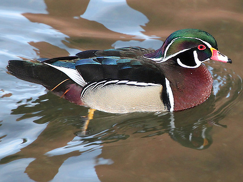 Wood Duck