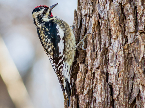 Yellow Bellied Sapsucker