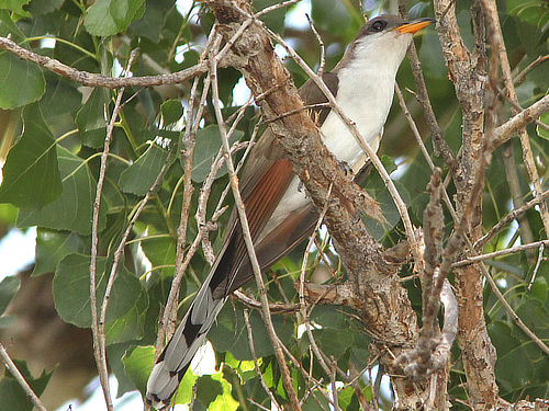 Yellow-billed Cuckoo