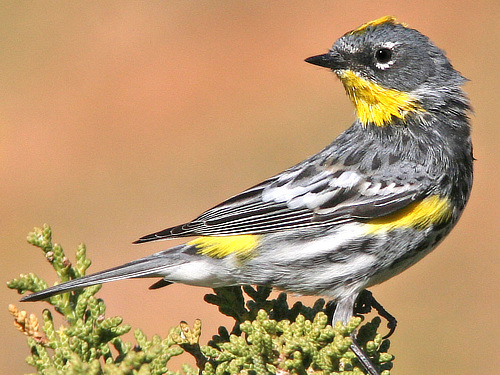 Yellow Rumped Warbler