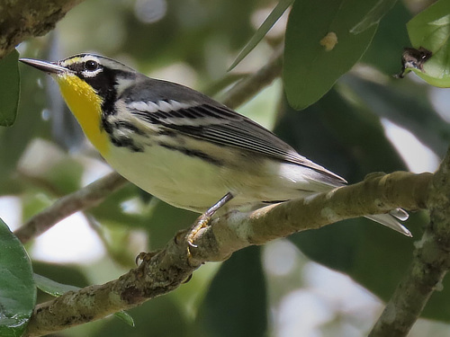 Yellow-throated Warbler