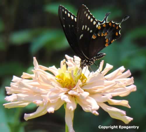 Black Swallowtail Butterfly near Tyler Texas