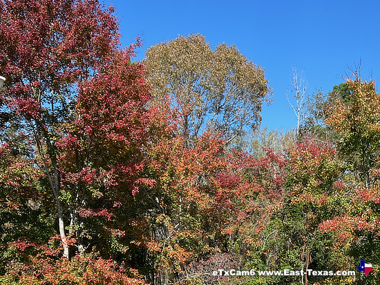 East Texas 2025 Fall  Foliage Cam