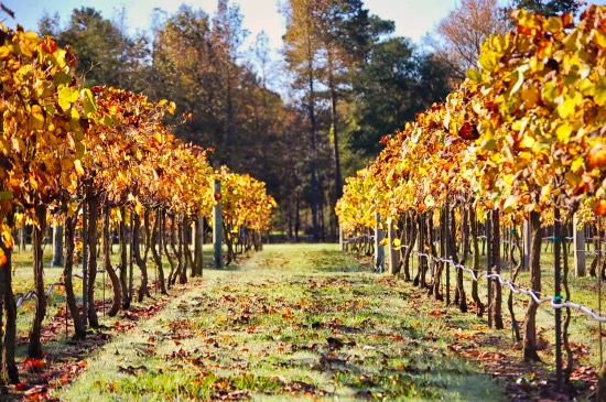 Los Pinos Ranch Vineyards in the fall