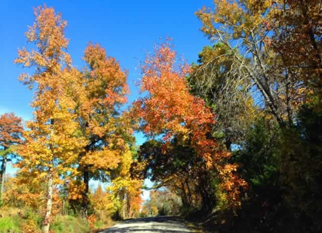 Fall colors on Old Bullard Road, CR 122, just south of Tyler Texas