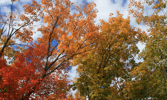 Texas 2023 fall foliage travel destinations, scenic drives, foliage ...