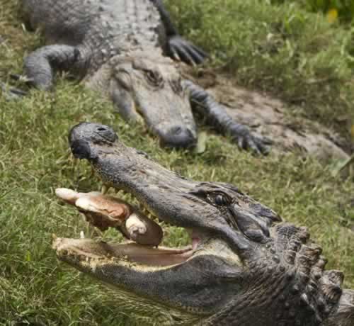 east texas zoo alligator park