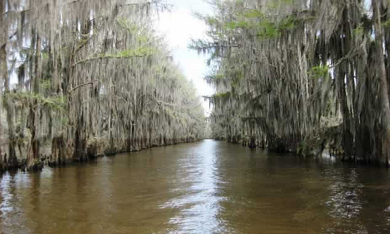 Scene around Caddo Lake