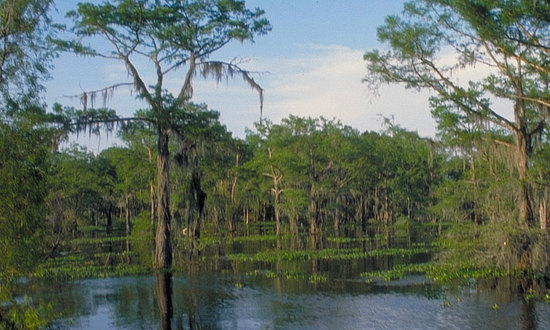 Scene around Caddo Lake