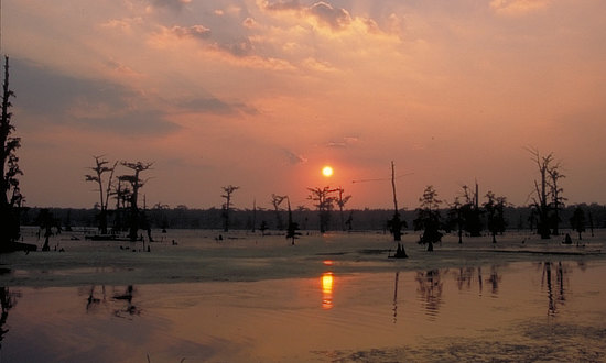 Scene around Caddo Lake