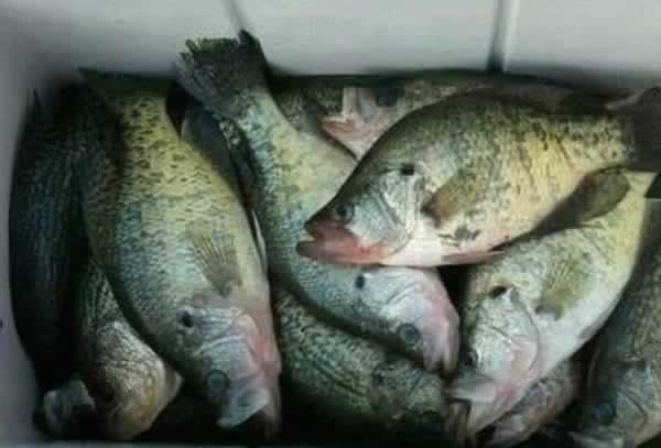 A good day of Crappie fishing at Lake Strike