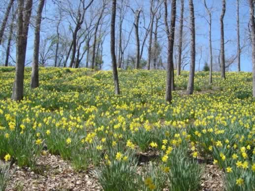Field of Daffodils in Texas