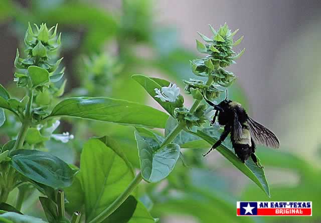 Bumblebee enjoying the flowers of Basil ... in East Texa