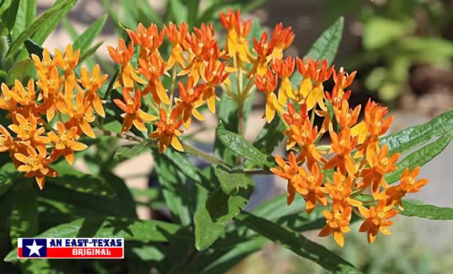 Bright orange and yellow Butterfly Weed thrives in the heat of East Texas summers