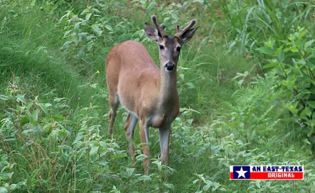 Alert deer amidst the lush green grasses of East Texas