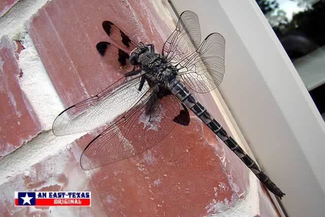 East Texas Dragonfly