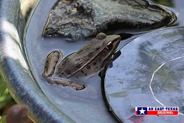 Frog enjoying the cool water in the birdbath in East Texas