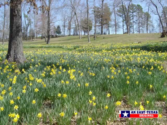Field of Daffodils near Gladewater in Texas