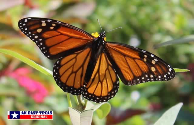 Beautiful Monarch Butterfly in East Texas