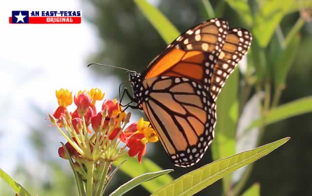 Two favorites in our East Texas garden: Tropical Milkweed and Monarch Butterflies