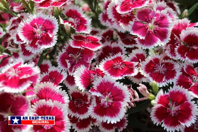Easy to grow, with plenty of colorful returns ... from these pink and white Dianthus