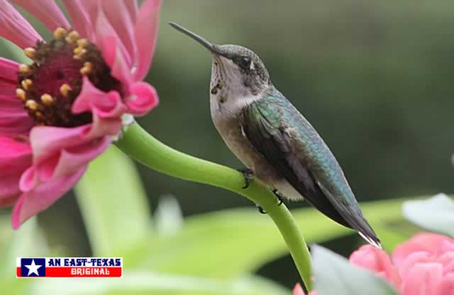 Ruby Throat Hummingbird near Tyler Texas